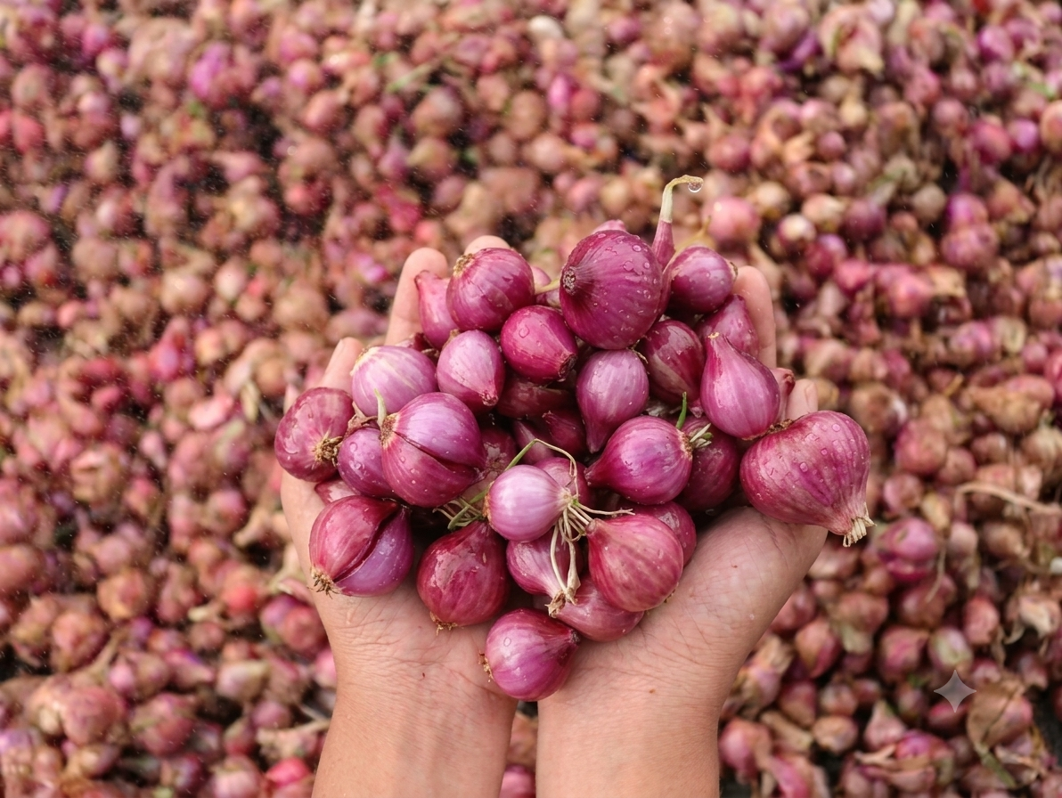 Bawang merah segar hasil panen di genggaman petani