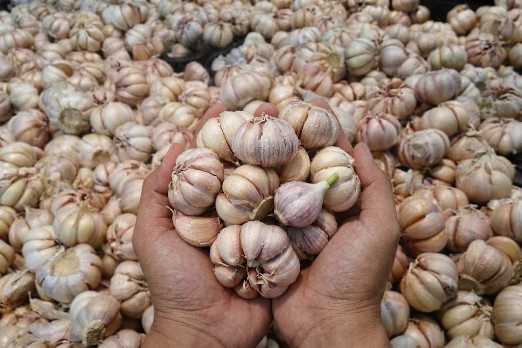 Bawang putih segar hasil panen di genggaman petani