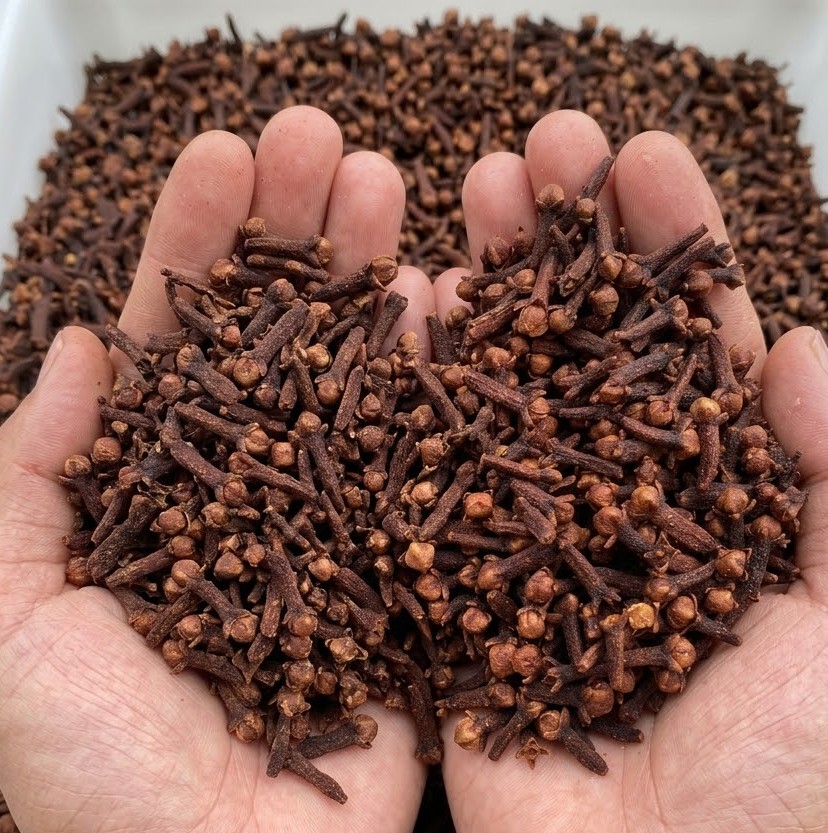 Cengkeh kering di genggaman petani