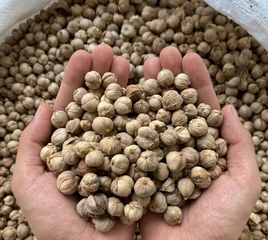 Kapulaga kering di genggaman petani