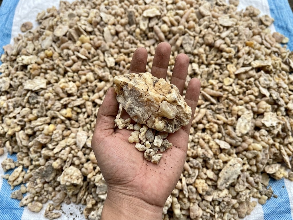 Getah kemenyan hasil sadapan di genggaman petani