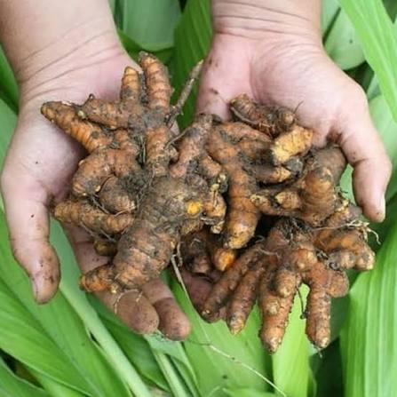 Kunyit segar hasil panen di genggaman petani